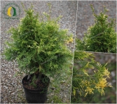 Żywotnik olbrzymi 'Winter Shine'